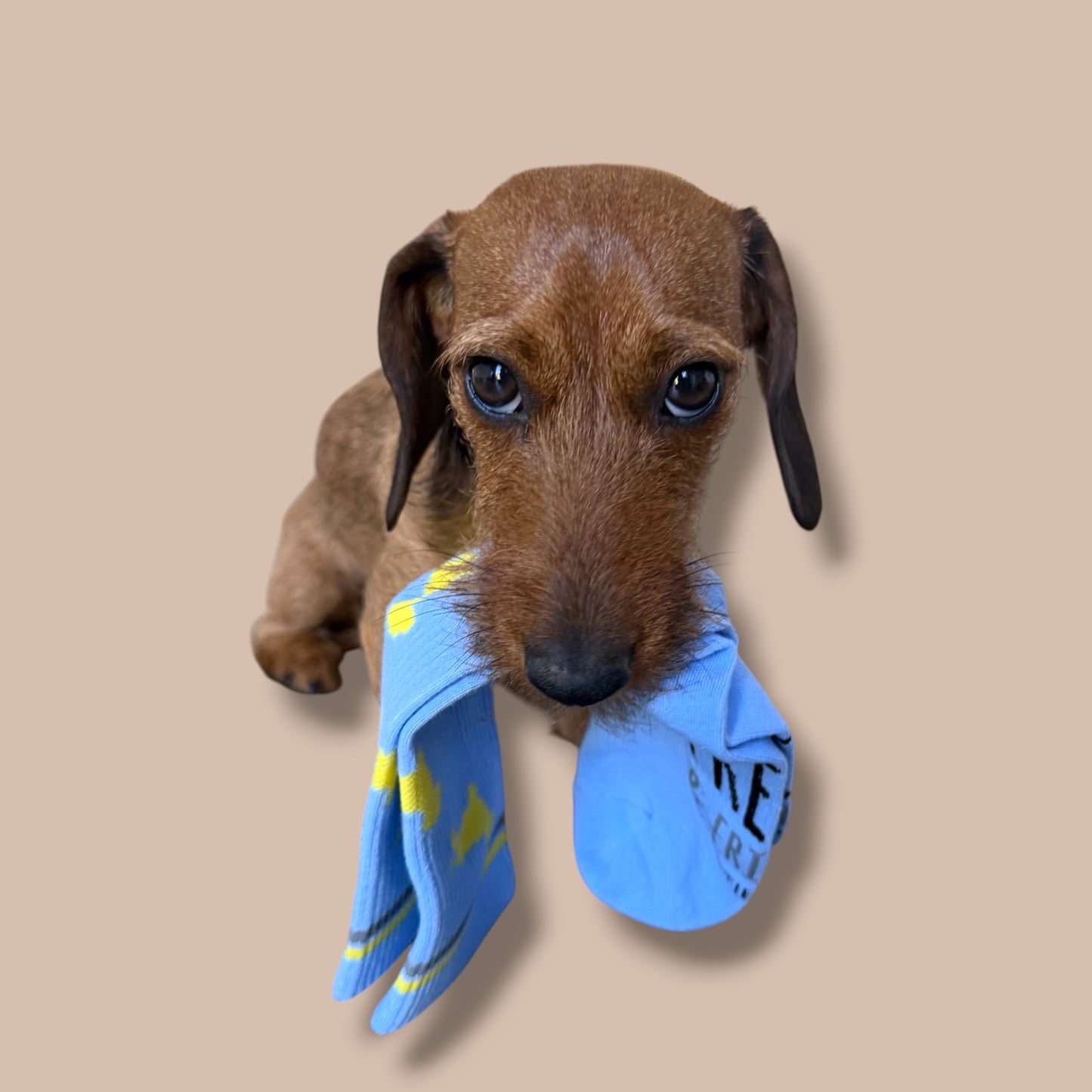 Socken Allover Dackel